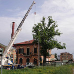 FERRARA: Rimozione di un Tiglio pericolante su sede stradale.