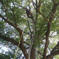 BOLOGNA: Potatura in Tree-Climbing su Quercia monumentale