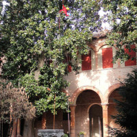 FERRARA: Potatura in Tree-Climbing su Magnolia Grandiflora