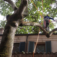 BOLOGNA: Potatura di riduzione su Paulonia