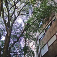 FERRARA: Potatura di riduzione su Bagolaro in cortile condominiale